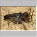 Pompilus cinereus - Wegwespe w53 mit Spinne - Sandgrube OS-Wallenhorst.jpg